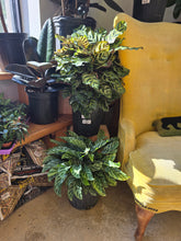 Load image into Gallery viewer, assorted calathea
