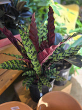 Load image into Gallery viewer, 8in calathea
