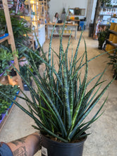 Load image into Gallery viewer, 8in fernwood snake plant
