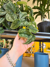 Load image into Gallery viewer, 8in hanging basket satin pothos leaves
