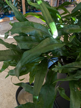 Load image into Gallery viewer, 8in kangaroo fern leaves
