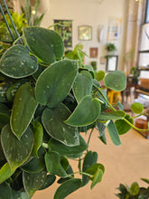 Load image into Gallery viewer, 8in satin pothos leaves
