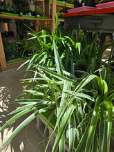 Load image into Gallery viewer, 8in spider plant
