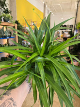 Load image into Gallery viewer, 8in spider plant leaves
