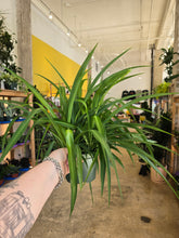 Load image into Gallery viewer, 8in spider plants
