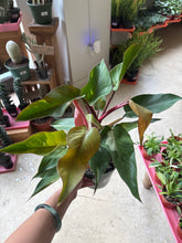 Load image into Gallery viewer, 6" Philodendron Pink Princess

