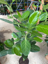 Load image into Gallery viewer, 10" Ficus Audrey L
