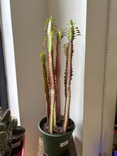 Load image into Gallery viewer, 8" Euphorbia
