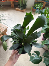 Load image into Gallery viewer, 6" Staghorn Fern
