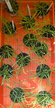 Load image into Gallery viewer, 2&quot; Hoya retusa
