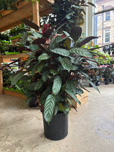 Load image into Gallery viewer, 10&quot; Calathea exotica

