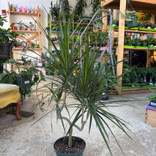 Load image into Gallery viewer, 8" Dracaena Marginata Asst.
