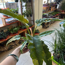 Load image into Gallery viewer, 6" Philodendron Ring of Fire
