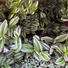 Load image into Gallery viewer, 2" Tradescantia (asst.)
