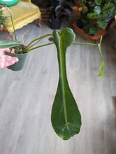 Load image into Gallery viewer, 4&quot; Philodendron Joeppii
