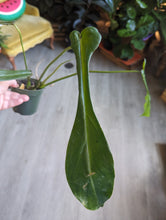Load image into Gallery viewer, 4&quot; Philodendron Joeppii
