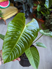 Load image into Gallery viewer, 6&quot; Anthurium Veitchii
