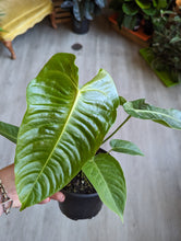 Load image into Gallery viewer, 6&quot; Anthurium Veitchii
