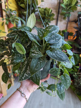 Load image into Gallery viewer, 8&quot; Satin Pothos HB
