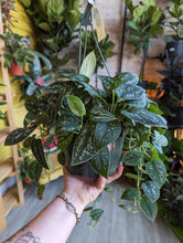 Load image into Gallery viewer, 8&quot; Satin Pothos HB
