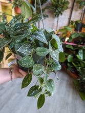 Load image into Gallery viewer, 8&quot; Satin Pothos HB
