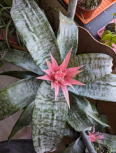 Load image into Gallery viewer, 6&quot; Bromeliad Aechmea
