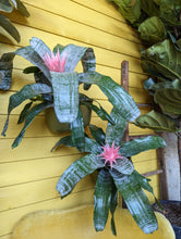 Load image into Gallery viewer, 6&quot; Bromeliad Aechmea
