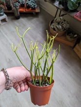 Load image into Gallery viewer, 4&quot; Fire Stick Euphorbia
