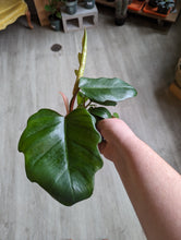 Load image into Gallery viewer, 4&quot; Philodendron Mayoi
