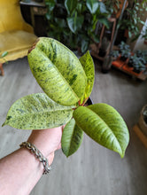 Load image into Gallery viewer, 4&quot; Ficus shivereana
