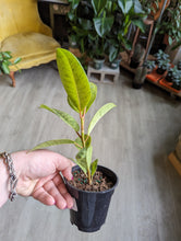 Load image into Gallery viewer, 4&quot; Ficus shivereana
