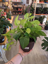 Load image into Gallery viewer, 8&quot; Neon Pothos HB
