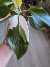 Load image into Gallery viewer, 4&quot; Philodendron White Knight
