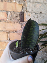 Load image into Gallery viewer, 4&quot; Whale Fin Snake Plant
