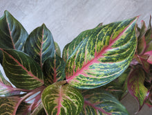 Load image into Gallery viewer, 6&quot; Red Aglaonema
