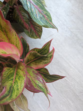 Load image into Gallery viewer, 6&quot; Red Aglaonema
