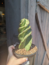 Load image into Gallery viewer, 6&quot; Cereus Forbesii
