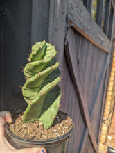 Load image into Gallery viewer, 6&quot; Cereus Forbesii
