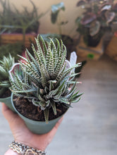 Load image into Gallery viewer, 4&quot; Haworthia
