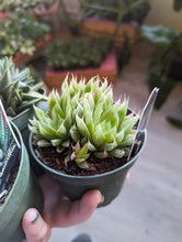 Load image into Gallery viewer, 4&quot; Haworthia
