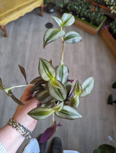 Load image into Gallery viewer, 4&quot; Tradescantia (asst.)
