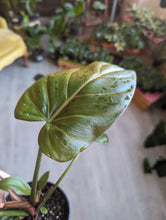 Load image into Gallery viewer, 4&quot; Philodendron Summer Glory

