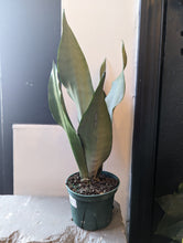 Load image into Gallery viewer, 6&quot; Moonshine Snake Plant
