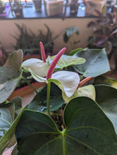 Load image into Gallery viewer, 6&quot; Anthurium
