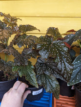 Load image into Gallery viewer, 6&quot; Angel Wing Begonia
