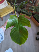 Load image into Gallery viewer, 6&quot; Philodendron Squamiferum
