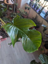 Load image into Gallery viewer, 6&quot; Philodendron Squamiferum
