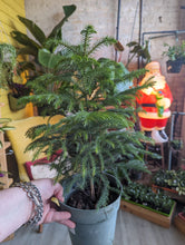 Load image into Gallery viewer, 6&quot; Norfolk Island Pine
