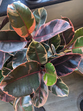Load image into Gallery viewer, 8&quot; Ficus elastica &#39;Ruby&#39;
