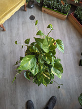 Load image into Gallery viewer, 10&quot; Golden Pothos Pole
